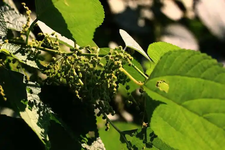 苎麻荨麻科苎麻属