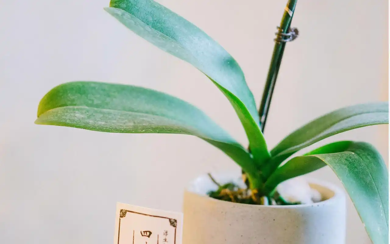 小清新室内静物唯美意境图片桌面壁纸