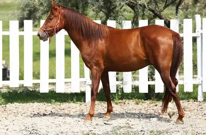 一匹年轻马在圆球训练中奔跑的侧面照片