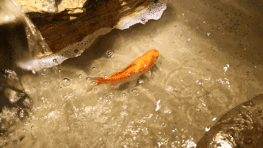 三条鱼的故事,孩子看完后,与父母关系变好了