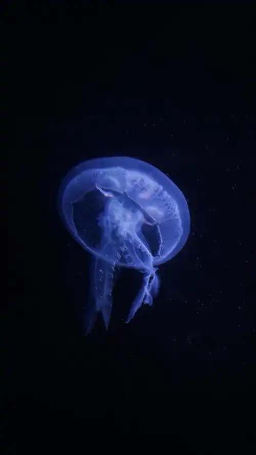 静谧蓝色深海高清手机壁纸