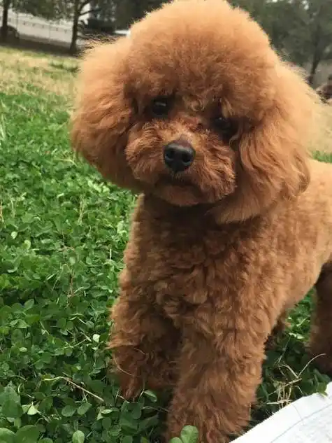 原创训练泰迪难吗掌握了这些要点并不难