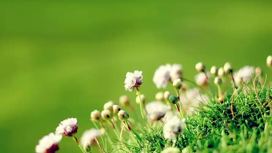 绿色护眼花卉植物高清唯美图片桌面壁纸