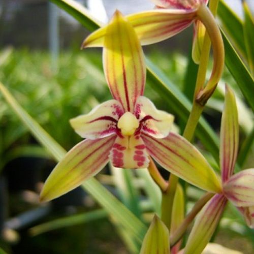 黄金彩虹金边兰花盆栽四季兰草名贵浓香花苞室内好养建兰花卉绿植