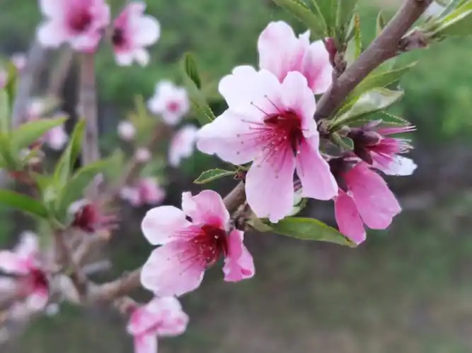 好像儿时记忆中的桃花就是这个样子,粉中带红,羞答答的样子.