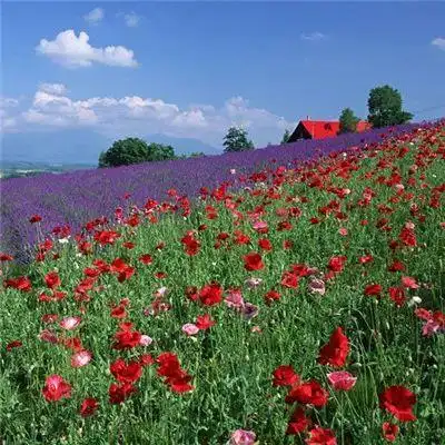 微信最吉利的好看头像2022 会带来好运的微信头像图片花 - 腾讯云开发