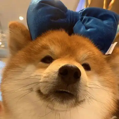 柴犬微信可爱头像图片 微信头像图片大全 -【爱个性】