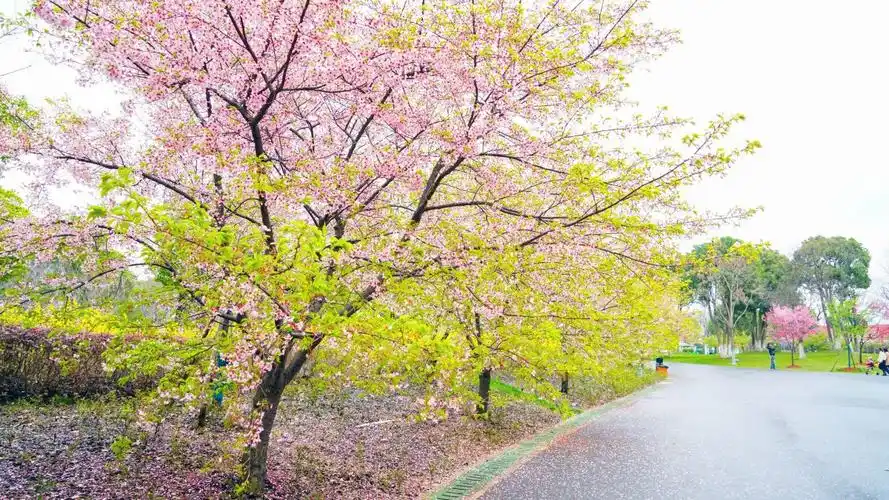 春天,公园,樱花,2021,高清,照片图片,4k高清其它图片,娟娟壁纸