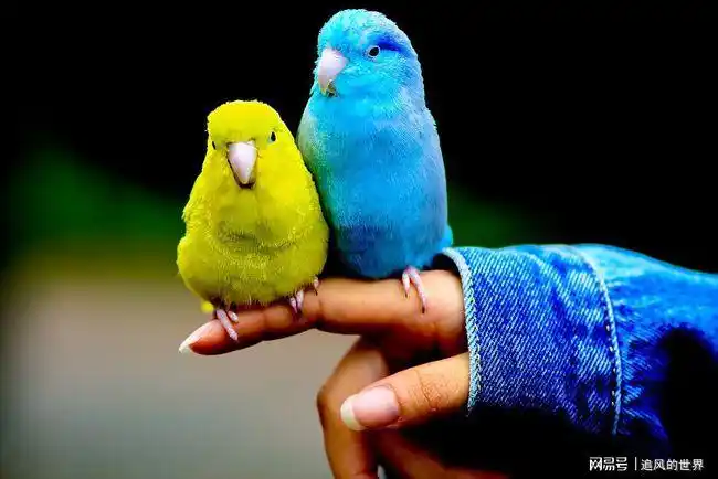 蓝太平洋鹦鹉(应该是这个名字)是不是很漂亮可爱