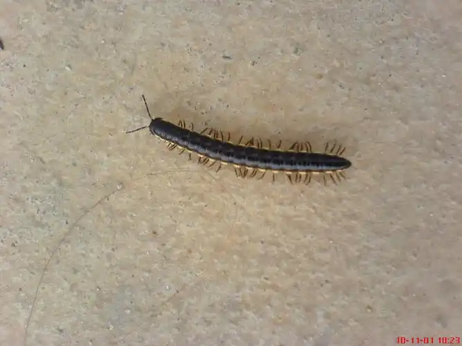 这是啥虫子?最近园区出现很多!