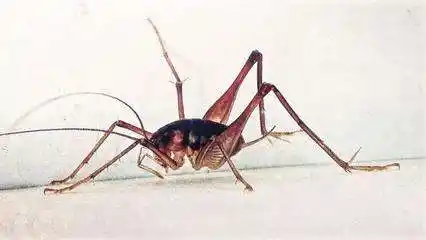 展开全部 【灶马蟋蟀】 向左转  向右转