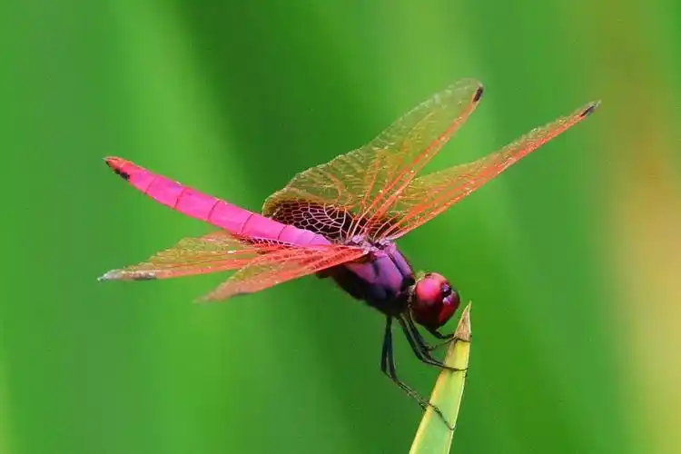 摄影作品:蜻蜓飞上玉搔头