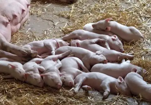 养猪效益低的原因有哪些如何提高