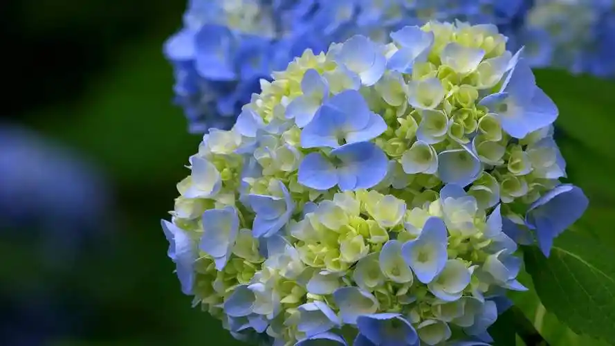 表白送花的含义向女孩表白送什么花比较好