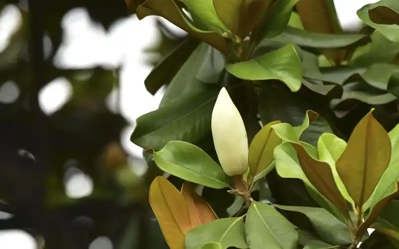 的确玉兰花的很多品种是在春天开花的,如白玉兰.