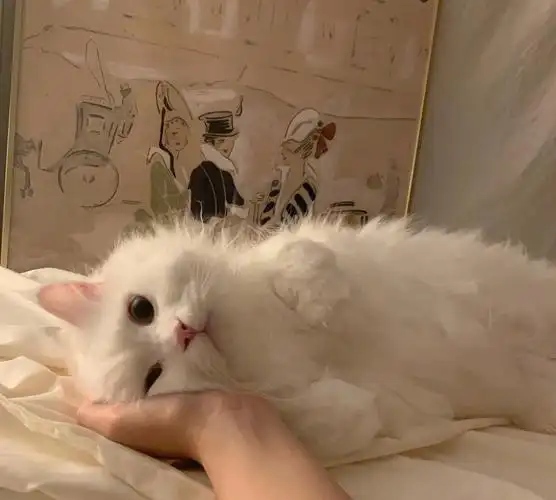 想做一只甜糯的猫一言不合就扑倒在你怀里撒娇背景图