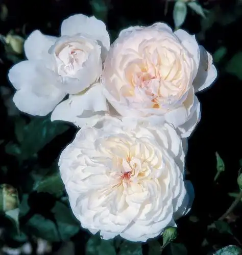 繁花似锦白色月季花