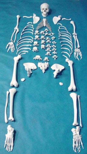 人体骨骼模型散骨170cm 成人散骨医学骨架 教学人骨