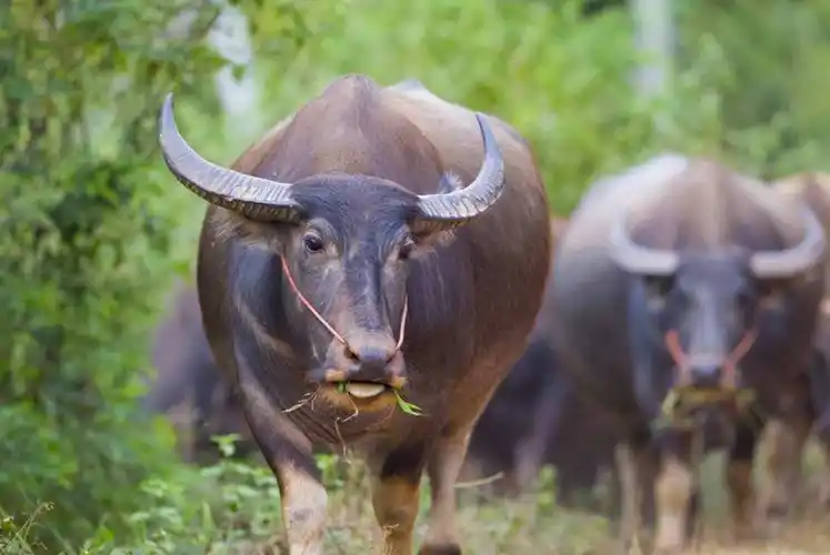 水牛力气大干活好,黄牛肉质嫩价格高,为什么水牛和黄牛不能杂交_隔离_