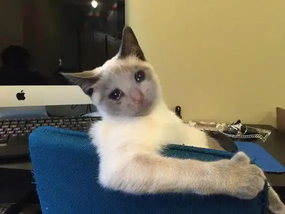 流泪猫咪 - 一组流泪猫猫头