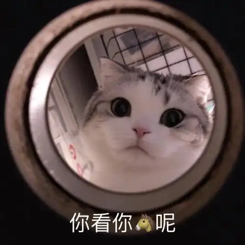 你看你呢(猫猫表情包)