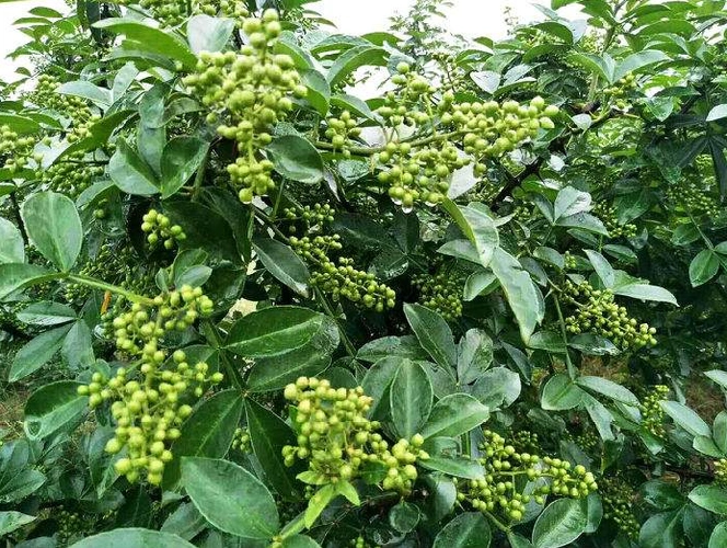 "小小花椒树,致富大产业"平昌青花椒名片