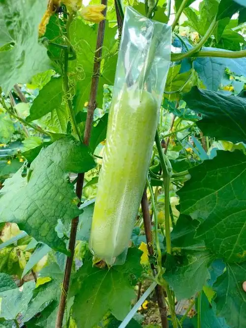 土农鼠生态农场推荐,奶油白玉嫩丝瓜,福建地道家乡菜,那里有最美的