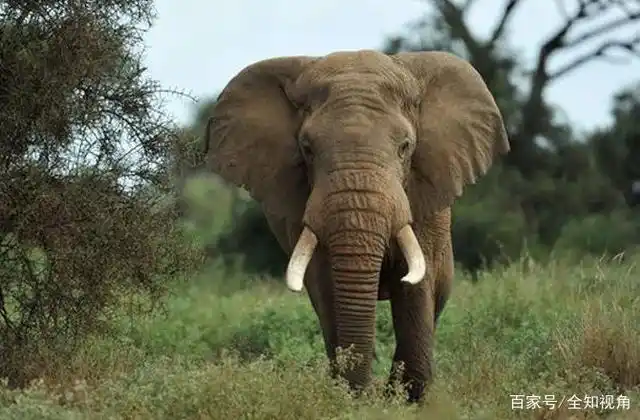 博茨瓦纳350多头大象离奇死亡,死前绕圈踱步,脸朝下猛然倒地!