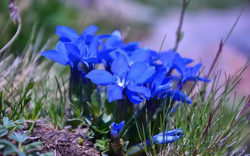 紫色龙胆花唯美图片桌面壁纸