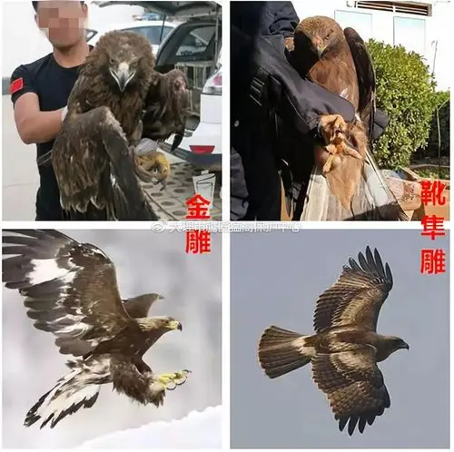 金雕及靴隼雕个体大小比对(图片来自网络)