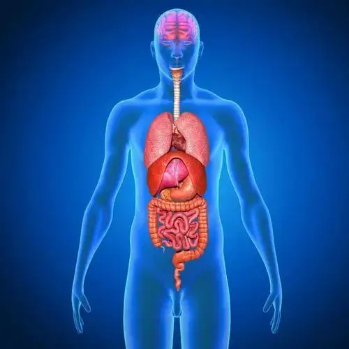 人体器官也有"保质期"_养护