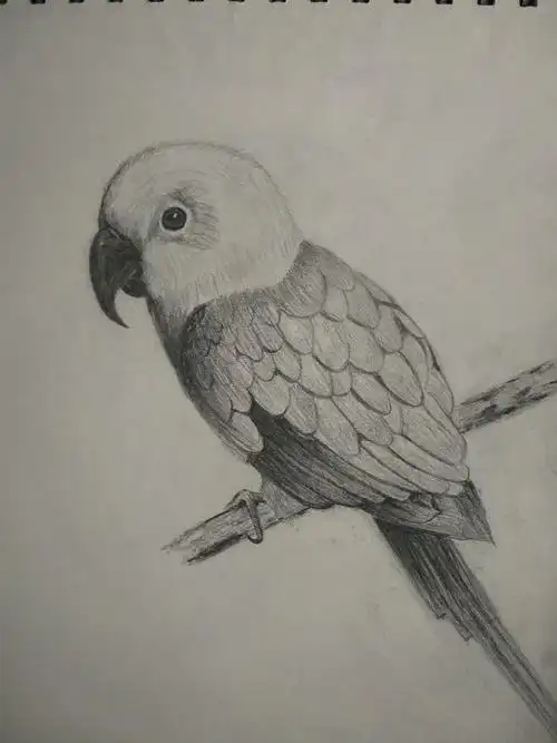 动物素描|插画|像素画|鑫七_临摹作品-站酷zcool