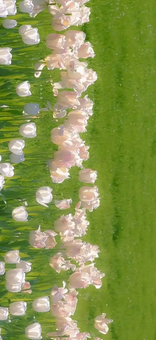 壁纸| ins风全屏壁纸——祝你今天愉快