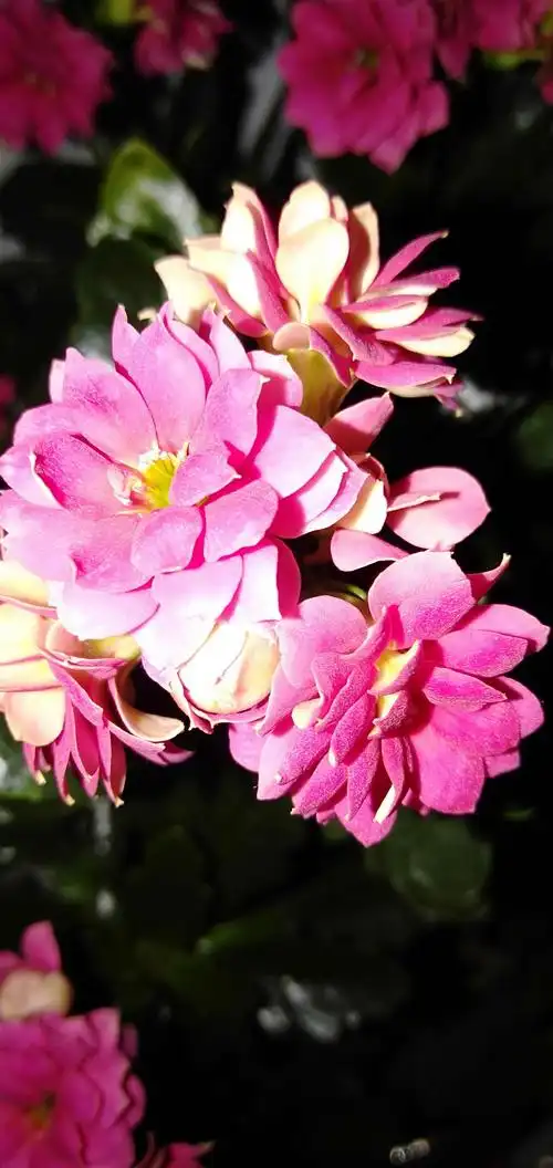 最好养的花,寓意健康长寿!