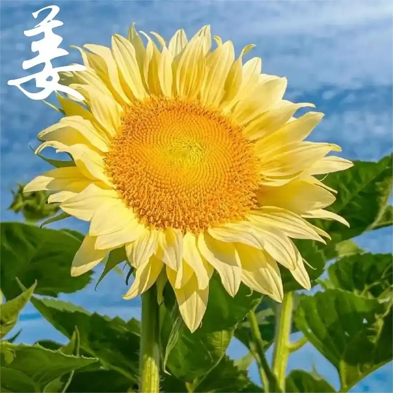 微信头像花姓氏 花开富贵03,年年好运99~ 每一朵花都有属于它的