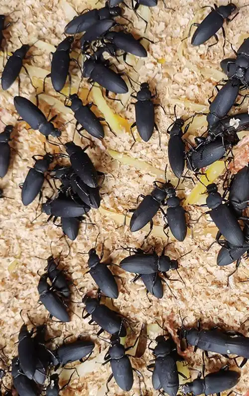 大麦虫母虫繁殖虫甲壳虫鲜活蛋白虫活体面包虫可繁衍幼虫 10斤装4-6cm