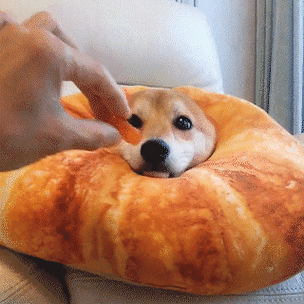 日本up主直播养宠物猪100天,结局让网友崩溃了……|面包超人|迷你猪