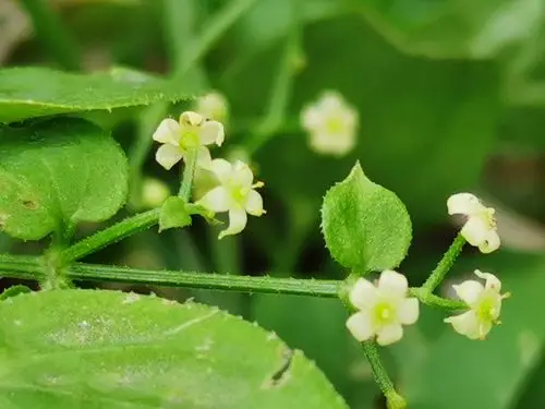 (原创首发)初遇茜草(宁静向暖)