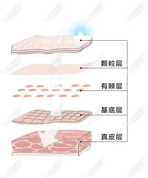 面部皮肤的不同层次