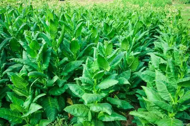 "板蓝根"如何种植