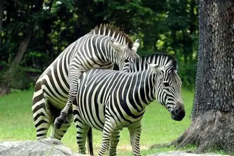 人类繁衍后代过程人类通过什么方式繁育后代2022已更新今日动态