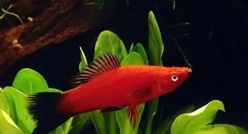 黑尾箭 3-4cm 1对 剑鱼 小型观赏宠物鱼鱼 鱼缸草缸小鱼 500起拍