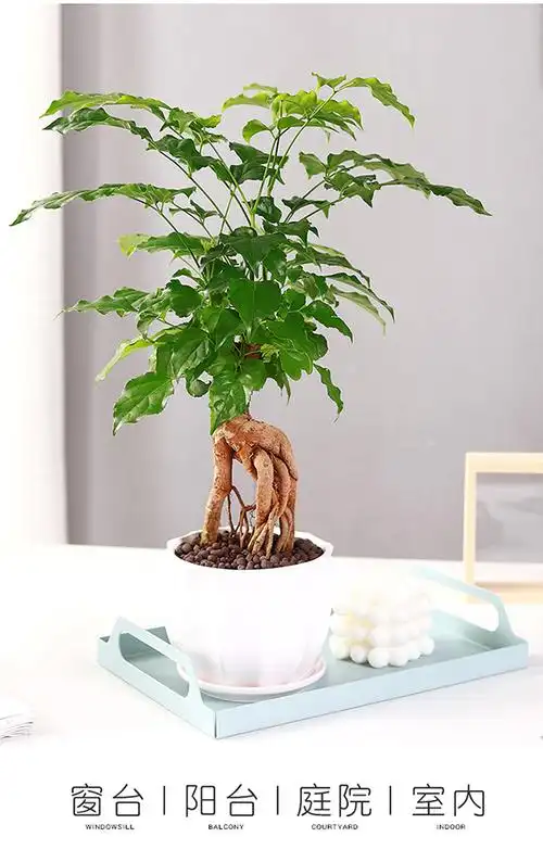 幸福树盆栽花卉植物提根盆景室内客厅桌上办公室好养小树苗活绿植