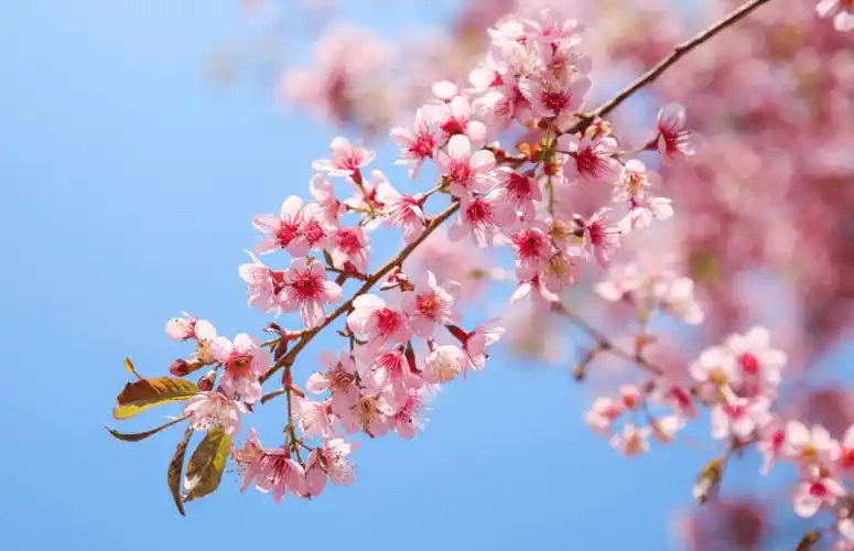 冬樱花夺目绽放,每一张都是高清壁纸!_花海