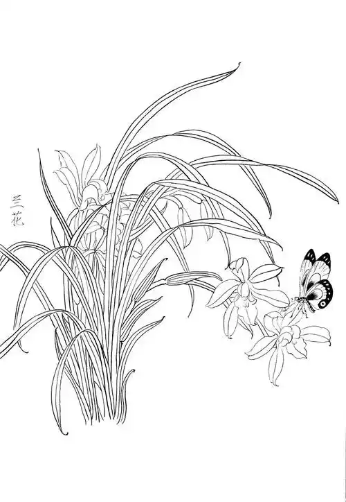 0007工笔画春夏花卉白描线稿素材高清图兰花0x0pxjpg600dpi3真迹扫描