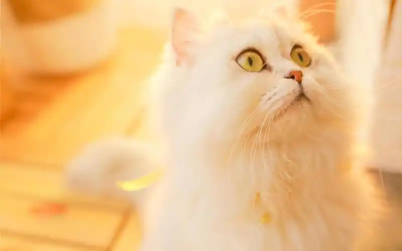 呆萌又可爱的小猫咪,高清图片,动物壁纸-回车桌面