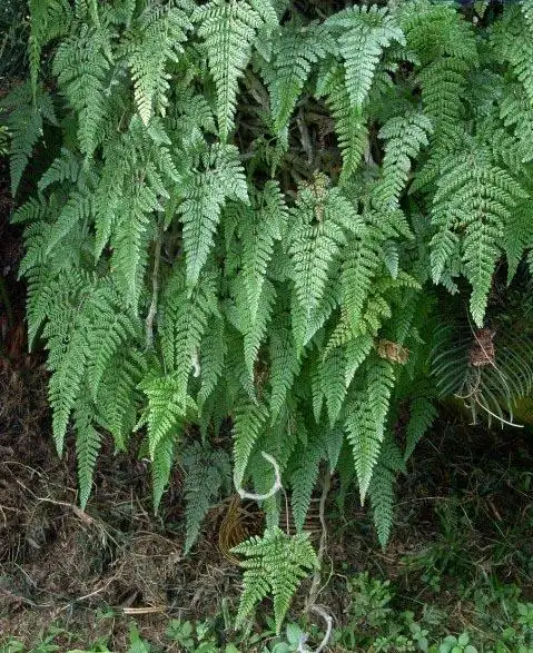 白毛蛇 - 绿手指 - 养花技巧,花生病了怎么办,花园打理和设计