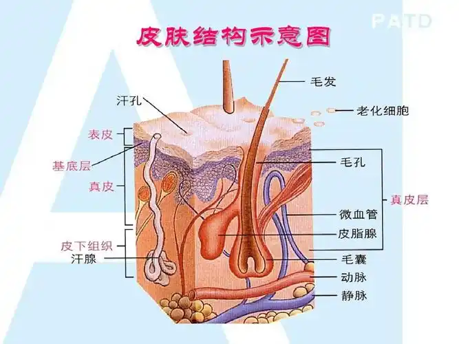 皮肤的自我认识ppt