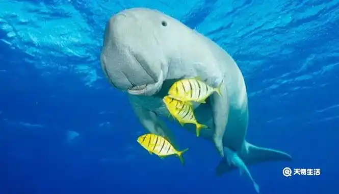 儒艮为什么叫美人鱼