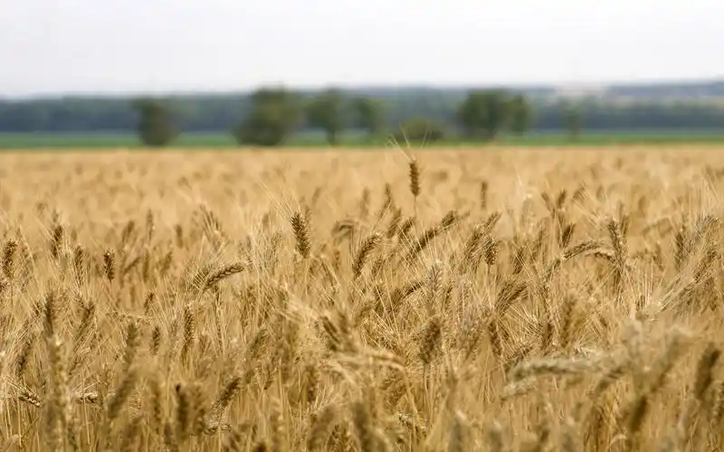 绿油油的麦穗麦田